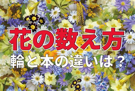 一株植物|知っておくと役に立つ花の数え方・単位を総まとめ！花の種類別。